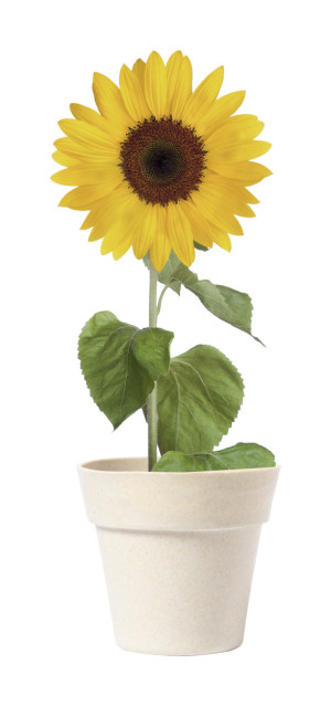 Tumil kvetináč so slnečnicou - Reklamnepredmety