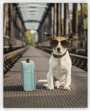 Holzbild Dog - Reklamnepredmety